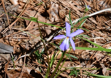 Take walk, discover wildflowers on Marion Bonner Trail