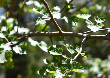 Take walk, discover wildflowers on Marion Bonner Trail