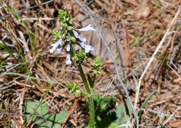 Take walk, discover wildflowers on Marion Bonner Trail