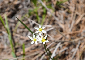 Take walk, discover wildflowers on Marion Bonner Trail