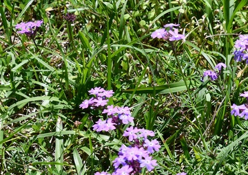 Take walk, discover wildflowers on Marion Bonner Trail