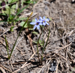 Take walk, discover wildflowers on Marion Bonner Trail
