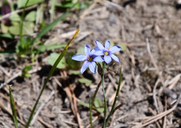 Take walk, discover wildflowers on Marion Bonner Trail