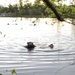 Rangers emerge from Victory Pond