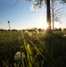 Tree allergy season is in full bloom at Fort Knox