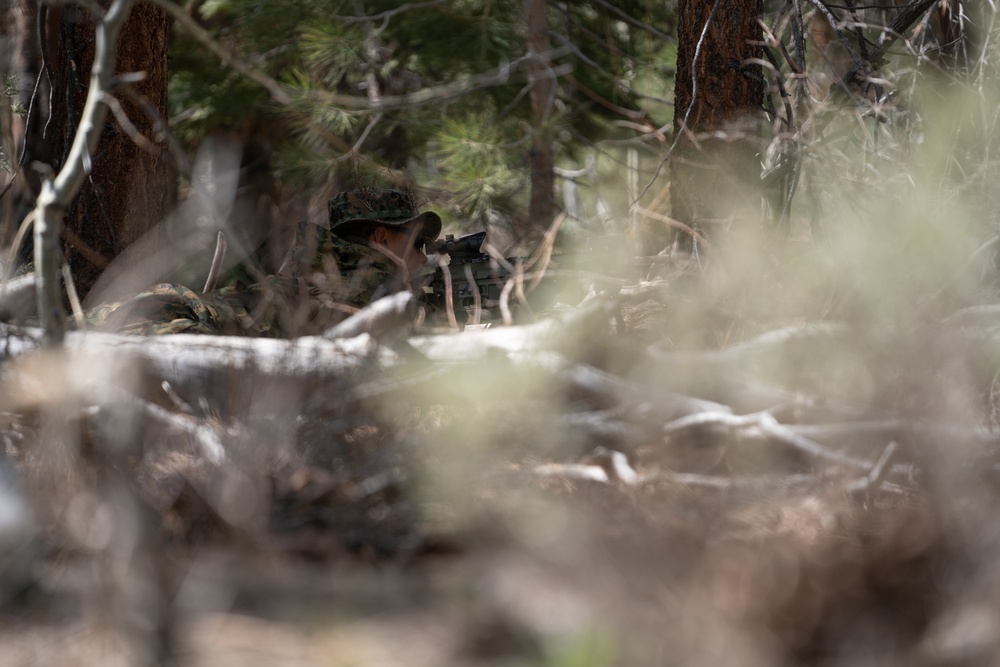 Marines train for ambushes at the Mountain Warfare Training Center