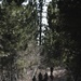 Marines train for ambushes at the Mountain Warfare Training Center