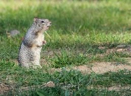 Travis AFB Nature Images