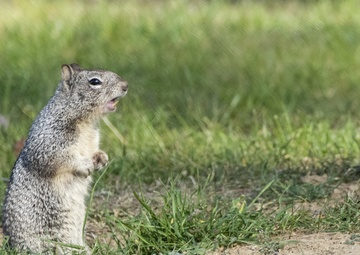 Leaping squirrels could help scientists develop more agile robots