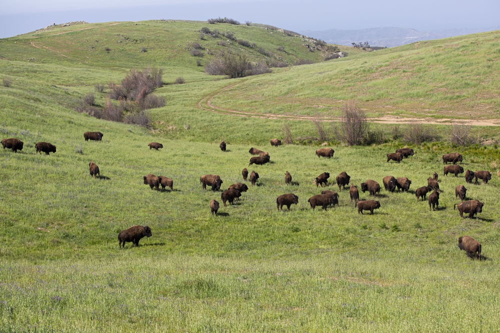 Camp Pendleton: a bison's paradise