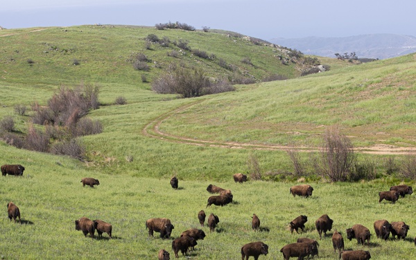 Camp Pendleton: a bison's paradise
