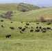Camp Pendleton: a bison's paradise