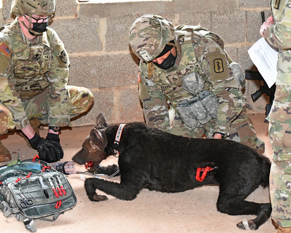 Save the life of Soldiers with paws