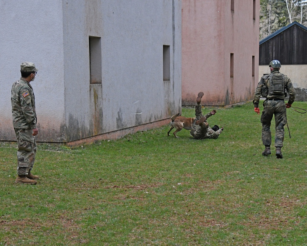 Save the life of Soldiers with paws