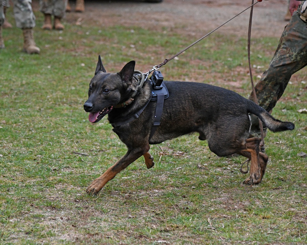 Save the life of Soldiers with paws