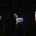 GTA Wildlife
