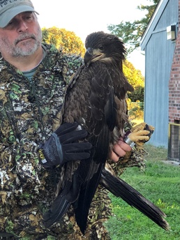 NAVFAC Washington Facilitates Bald Eagle Protection in Chesapeake Bay Region