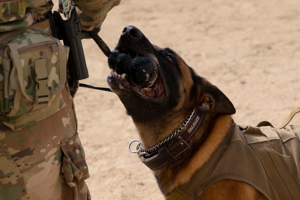 ARCENT K-9 Conducts EOD Training