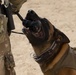 ARCENT K-9 Conducts EOD Training