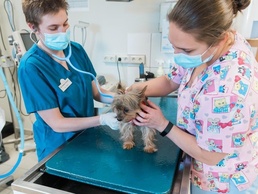 PCSing with your pets