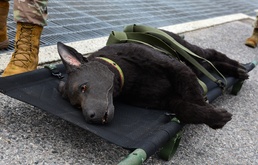 Kunsan, Camp Humphreys participate in joint MWD medevac training