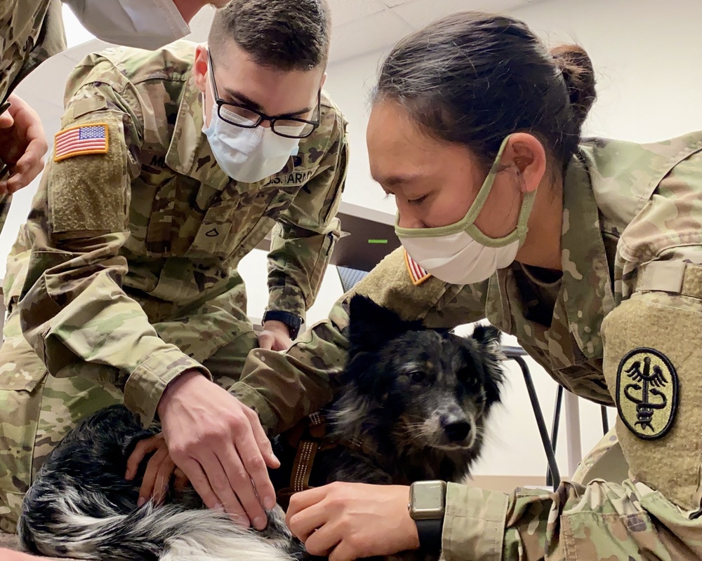 BACH Soldiers learn lifesaving skills for military working dogs