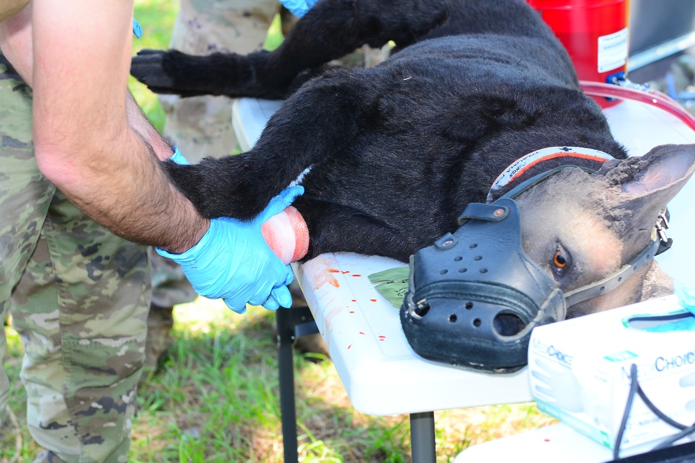 NAS Pensacola Hosts Military Working Dog First Aid Course