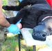NAS Pensacola Hosts Military Working Dog First Aid Course