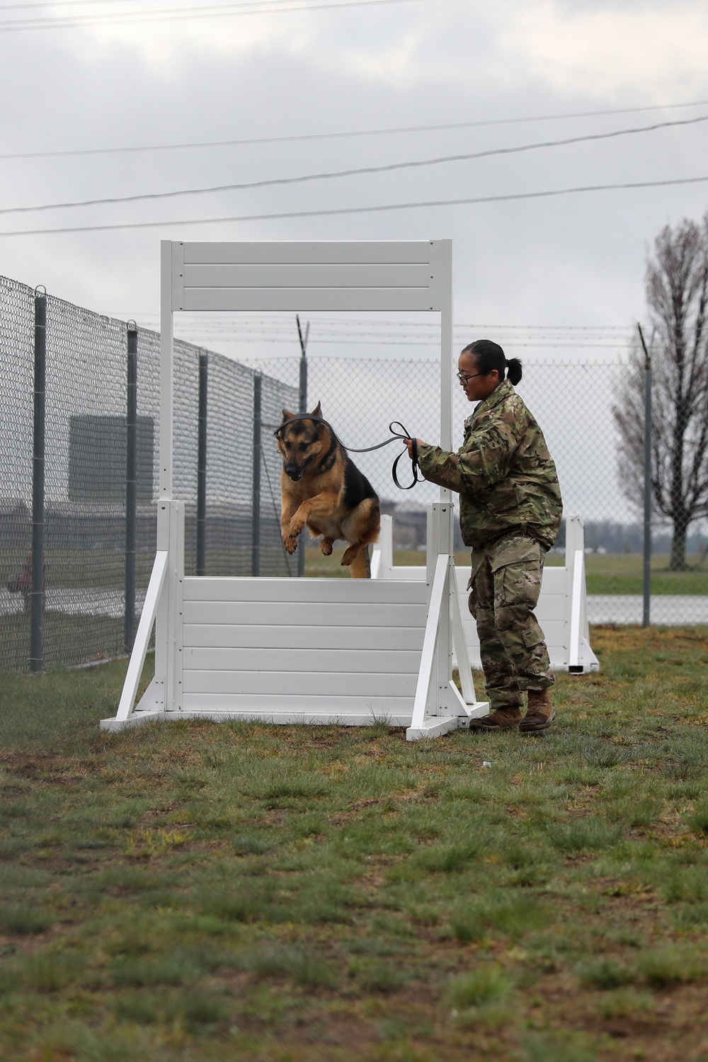 Working dog demo