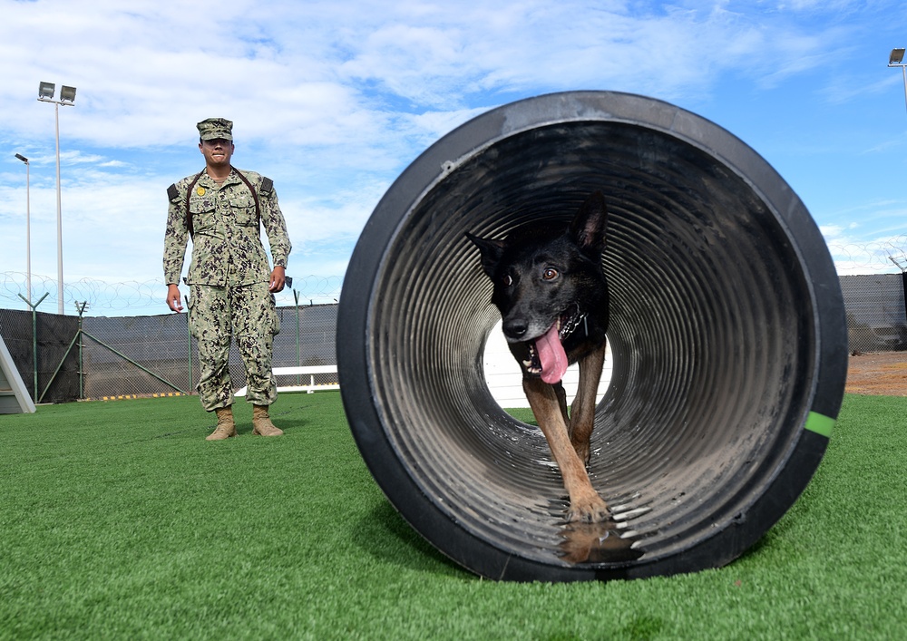 MILITARY WORKING DOGS