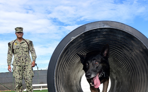 MILITARY WORKING DOGS