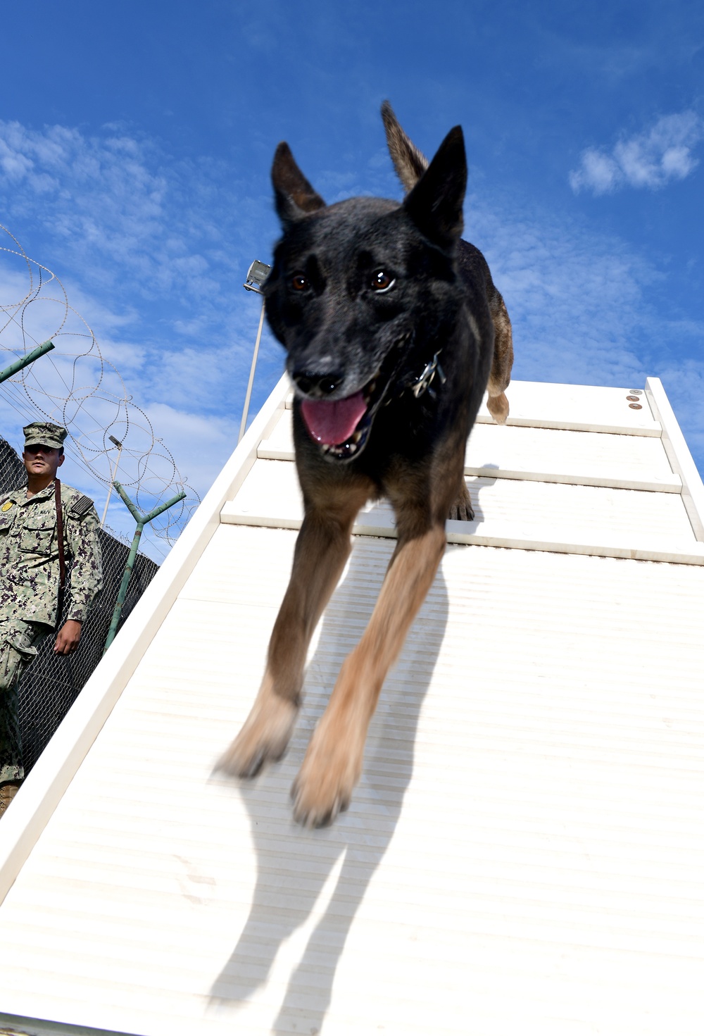 Military Working Dog Obedience Course