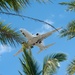 Hawaiian Raptors fly with RAAF for exercise Pacific Edge 21