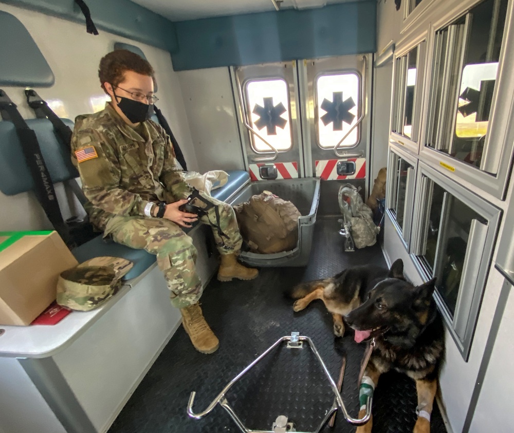 Military Working Dog Receives Emergency Care in the Sinai