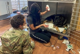 Military Working Dog Receives Emergency Care in the Sinai
