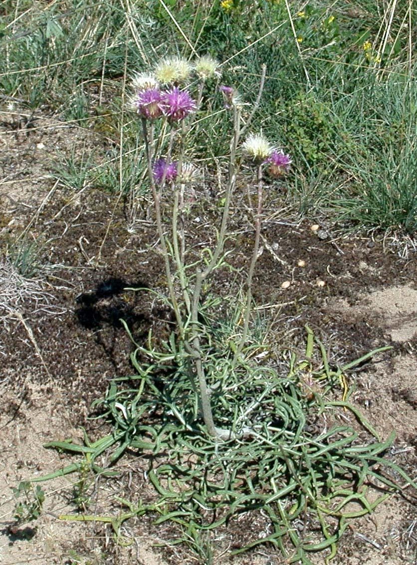 Military use of training area throughout centuries protects endangered plants