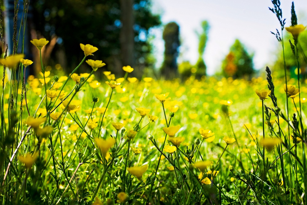 Springtime Here At Marine Corps Base Quantico