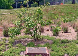 Apple tree is symbolic reminder at Army Test, Measurement, Diagnostic Equipment Activity