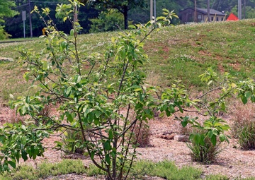 Apple tree is symbolic reminder at Army Test, Measurement, Diagnostic Equipment Activity