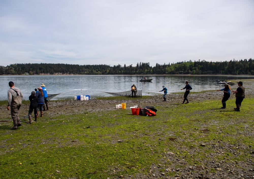 Naval Magazine Indian Island Supports Beach Seining Research at Kilisut Harbor