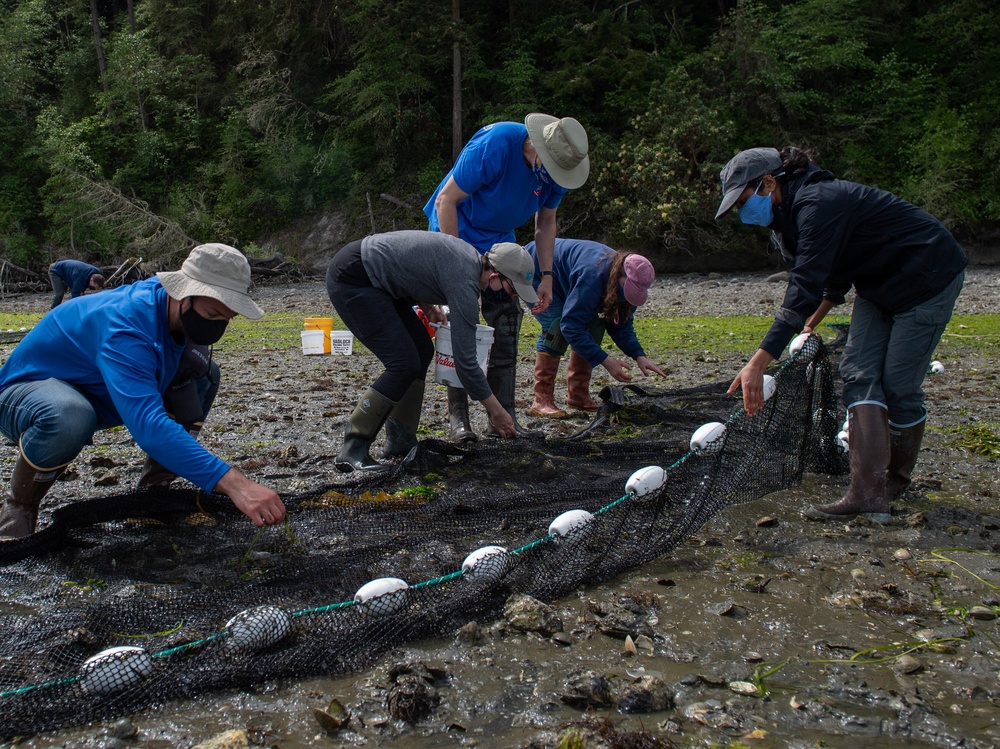 Naval Magazine Indian Island Supports Beach Seining Research at Kilisut Harbor