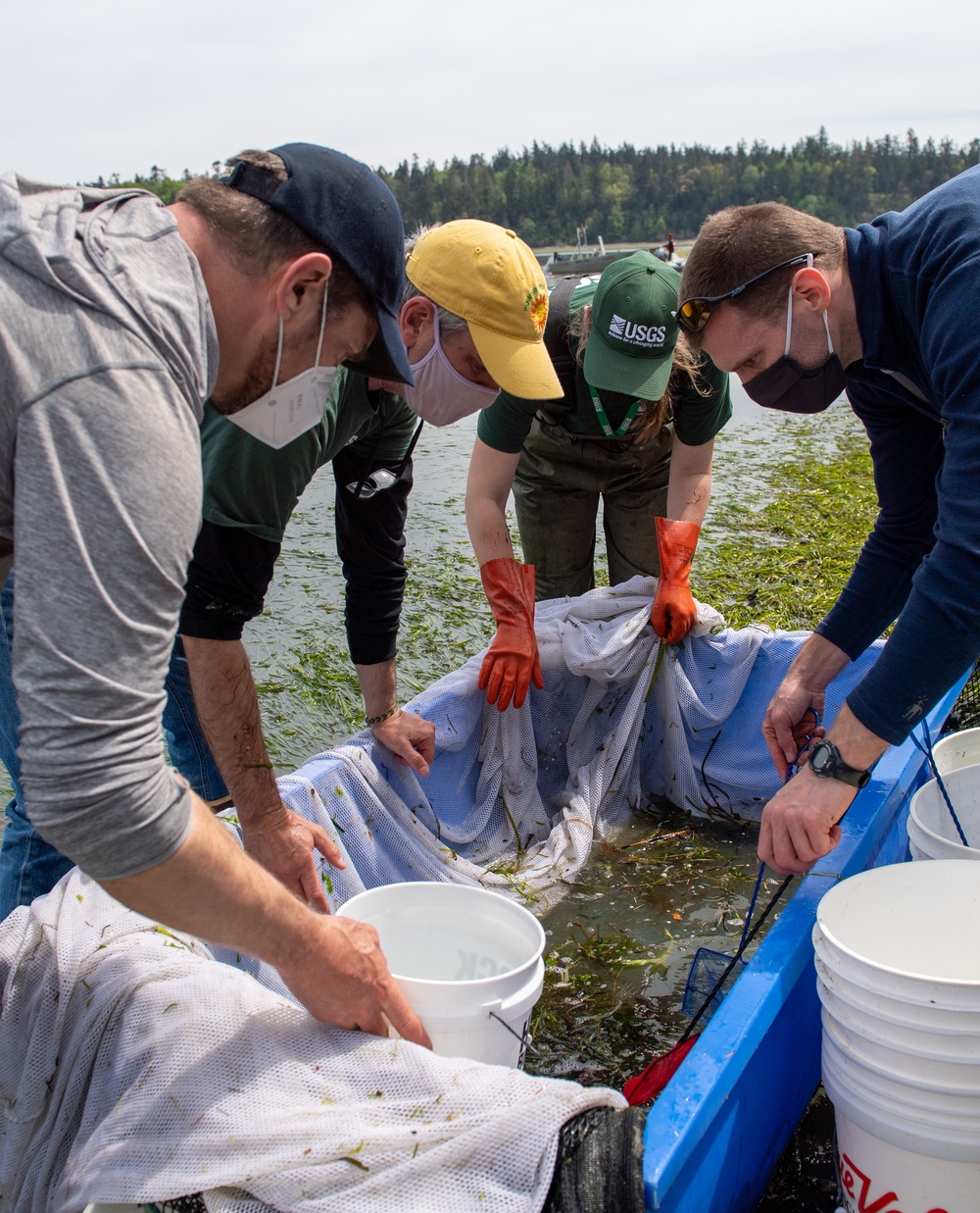 Naval Magazine Indian Island Supports Beach Seining Research at Kilisut Harbor