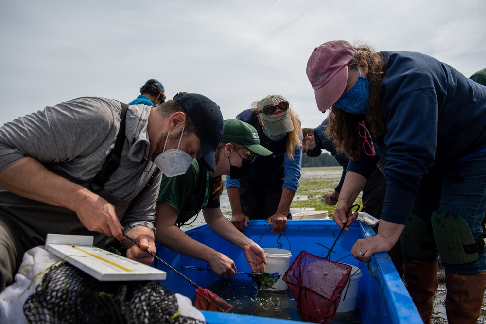 Naval Magazine Indian Island Supports Beach Seining Research at Kilisut Harbor