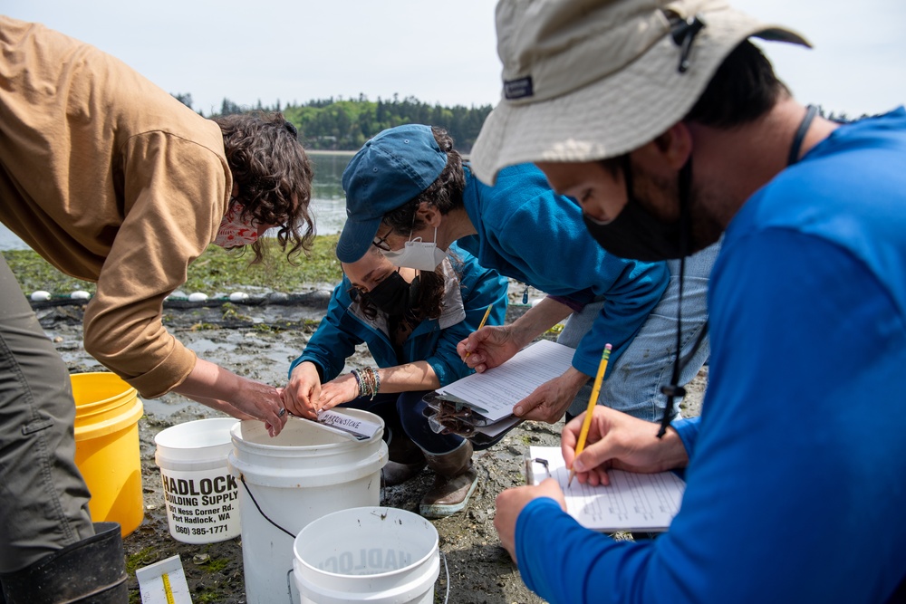 Naval Magazine Indian Island Supports Beach Seining Research at Kilisut Harbor