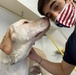Recovering Soldiers Volunteer During Pandemic, Help Four-Legged Friends