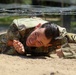 3rd Infantry Division Soldier and Noncommissioned Officer of the Year Competition