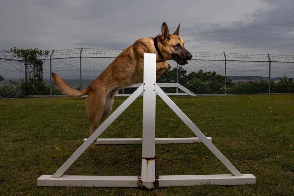 CFAY Military Working Dog Handlers Train with K-9s