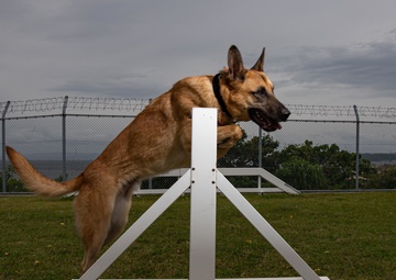 CFAY Military Working Dog Handlers Train with K-9s