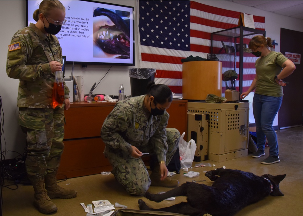 Military working dog dummy training