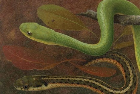 Nonvenomous Kentucky snakes